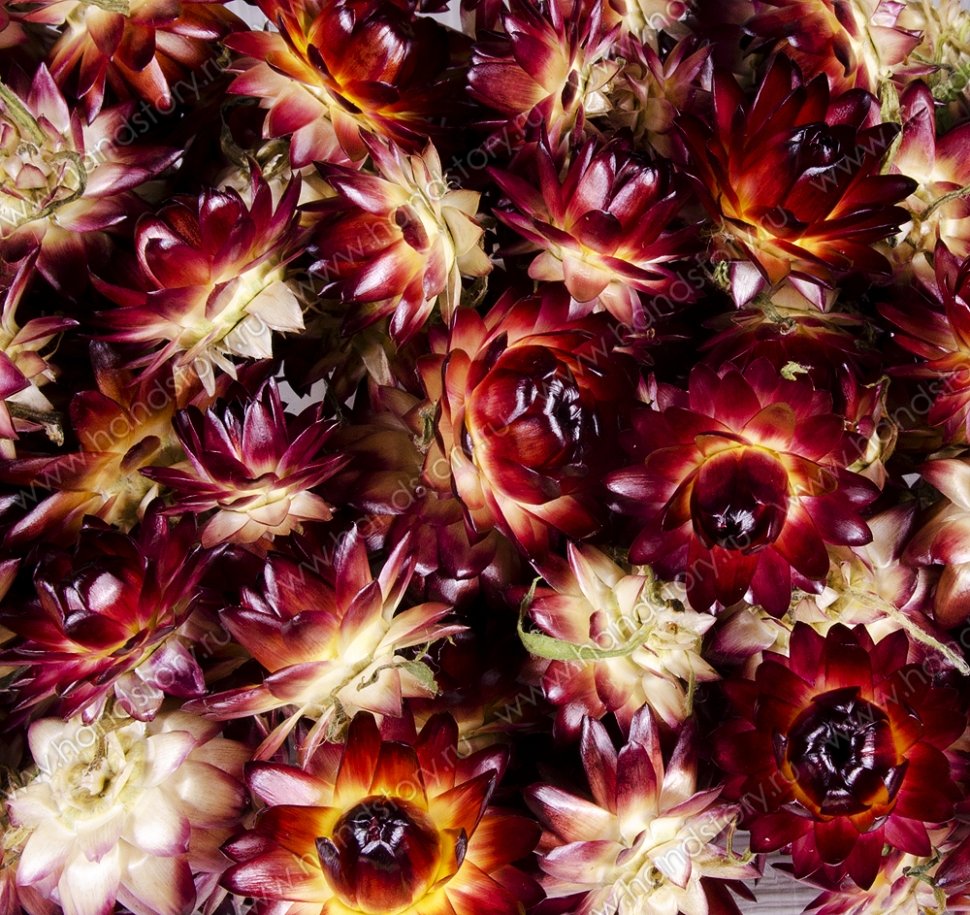 Гелихризум, сухоцвет, от 20 мм, бордово-желтый (3 шт/уп)