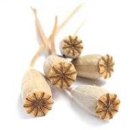 Сухоцветы звездочки