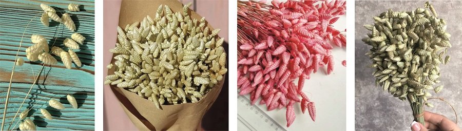 Сухоцвет бриза