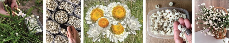 Нежные соцветия растения Аммобиум