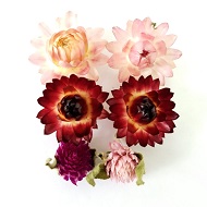 Сухой Гелихризум