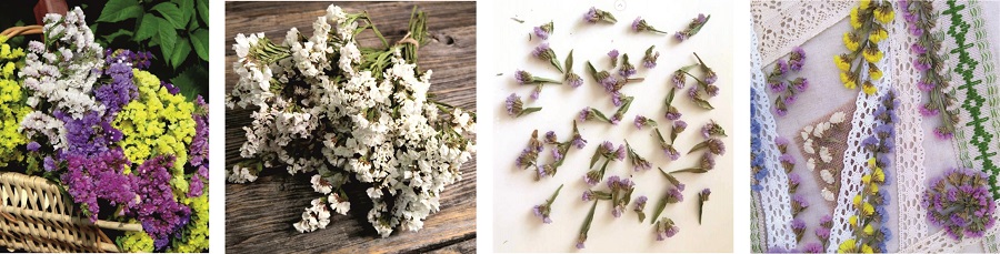 Сухоцвет Статица