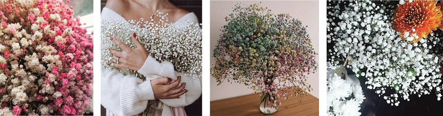 Сухоцвет гипсофила Сухоцвет гипсофила