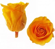 Бутоны роз оранжевого цвета