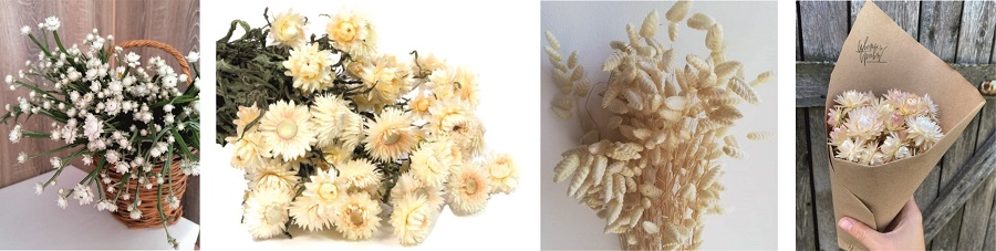 Сухцветы белого и бежевого цветов