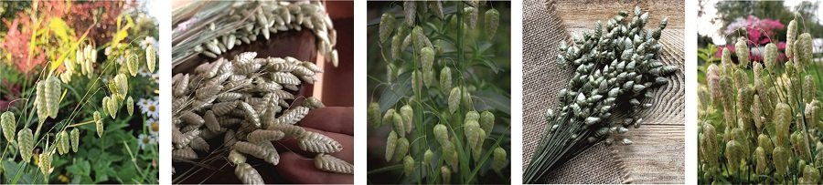 Растения Бриза (она же - трясунка)