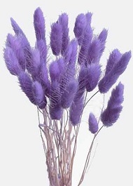 Сухоцвет Фалярис