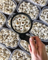 аммобиум с желтой серединкой