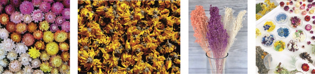 Сухоцветы оранжевого цвета Сухоцветы оранжевого цвета