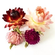 Сухоцвет Гелихризум