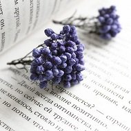 Сухие цветочки озотамнуса