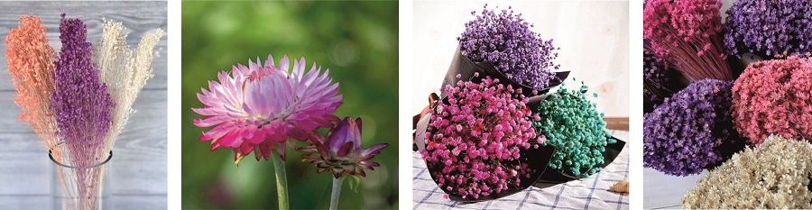 Сиреневые и фиолетовые сухоцветы