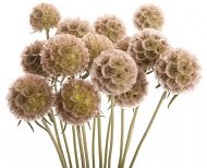 Засушенные коробочки растений