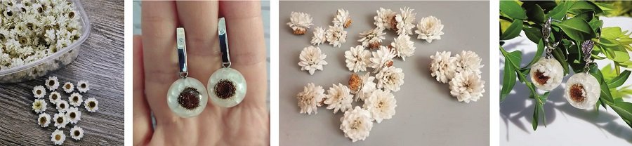 Натуральный сухоцвет Аммобиум крылатый