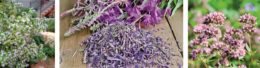 Сухая душица