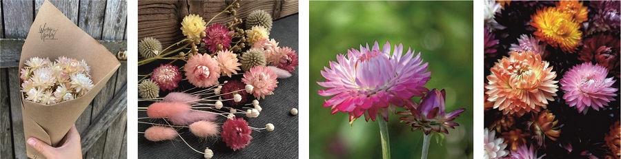 Растение Гелихризум (он же - кошачьи лапки, цмин)