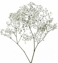 Сухие бутоны гипсофилы