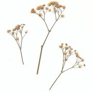Стебли сухоцветов