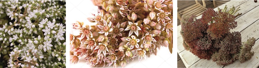 Сухоцвет Очиток