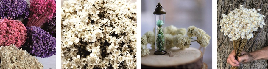 Сухоцвет Гликсия