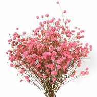 Сухие соцветия гипсофилы
