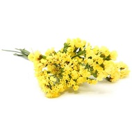 Желтые соцветия статицы