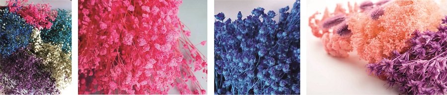 Растение "Брум блум" Растение "Брум блум"