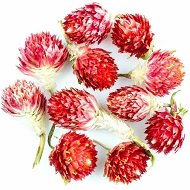 Сухие плоды растений