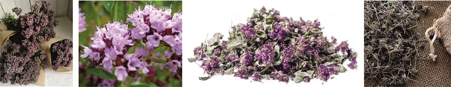 Растение душица (оно же - орегано)