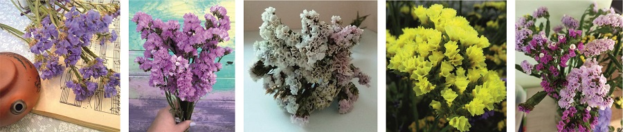 Растение "Статица" (она же - кермек, лимониум и лимонник)