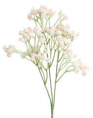 Гипсофила высушенная