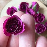 Высушенные розы