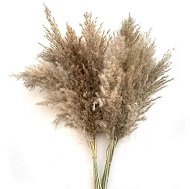 Сухие травянистые растения Сухие травянистые растения