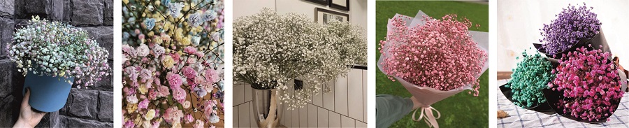 Растение гипсофила (она же качим, гипсолюбка, перекати-поле) Растение гипсофила (она же качим, гипсолюбка, перекати-поле)