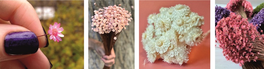 Удивительное растение "Гликсия"