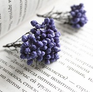 Сухоцвет Озотамнус