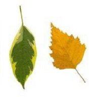 Натуральные высушенные листья