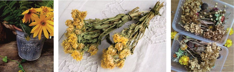 Сухоцвет Топинамбур