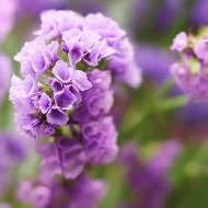 Соцветия статицы