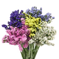 статица сухоцвет