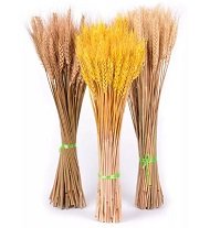 Сухие злаковые растения Сухие злаковые растения