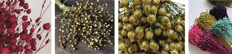 Сухоцвет Лен