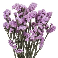 Сухоцвет Статица