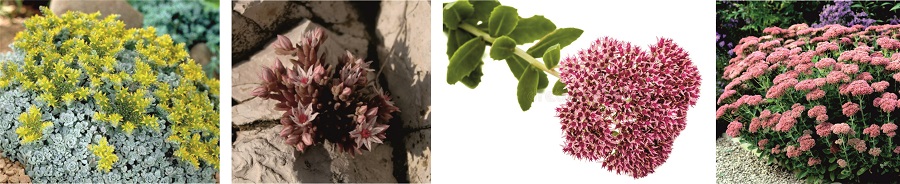 Растение Очиток (он же - Седум)