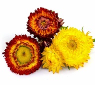 оранжевый гелихризум