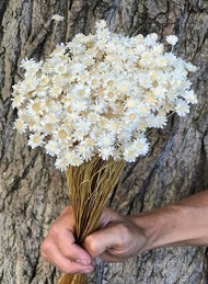 Сухоцвет гликсия