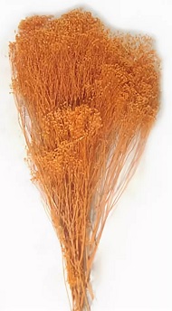 Засушенный брум-блум