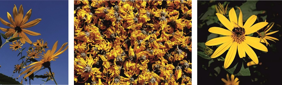 Растение Топинамбур (он же - иерусалимский артишок, топинсолнечник)