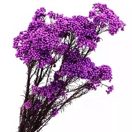 Фиолетовый озотамнус