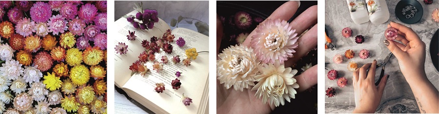 Сухой Гелихризум